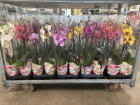 Phal 2-tak Levo Promiss Mix 12/55