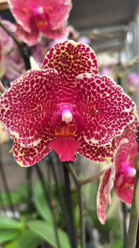 Phal 2-tak Sesame Dots 12/50
