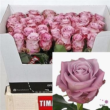 Rose Maritim 40 sm