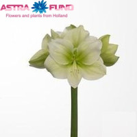 Hippeastrum S Challenger Holland