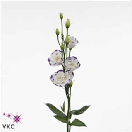 Eus G Excal Blu Pico (white Blue)