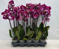 Phal 2-tak Levo Lembongan Big lip Special 12/65