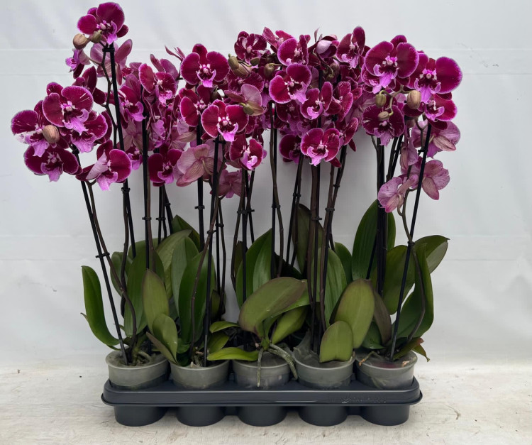 Phal 2-tak Levo Lembongan Big lip Special 12/65