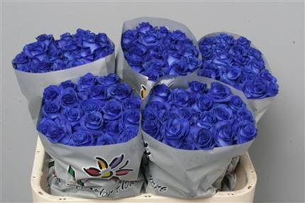 Rose Vendela Blauw Klbh 60 sm X20
