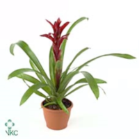 Guzmania Indian Night