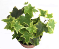 Hedera Helix Goldchild