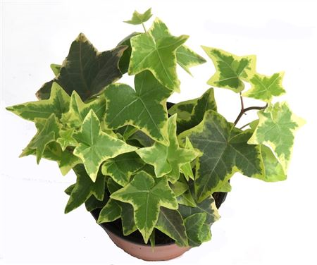 Hedera Helix Goldchild