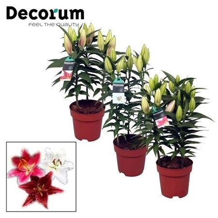 Lilium Oriental Compact Mix 17cm