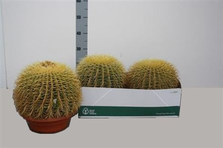 Echinocactus Grusonii 30/30