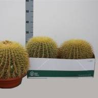 Echinocactus Grusonii 30/30 - B008147_0015071200_H_1
