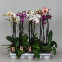 Phal 1-tak (clock)