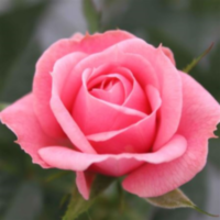 Rosa Bm Pink Sparkling Jewel (grower)