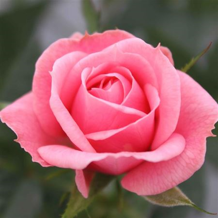 Rosa Bm Pink Sparkling Jewel (grower)