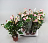 Anth Princess Amalia Elegance 17/60