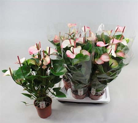 Anth Princess Amalia Elegance 17/60