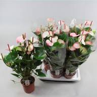 Anth Princess Amalia Elegance 17/60 - X393242_H_1