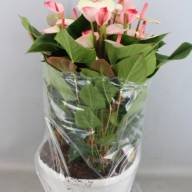 Anth Princess Amalia Elegance 17/60 - 7be45bf1-1728-4632-8816-64624fa4042f