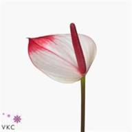 Anth Princess Amalia Elegance 17/60 - Anthurium-Princess-Amalia-Elegance-wholesale