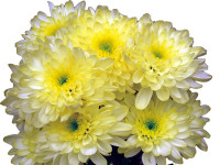Chr T Radost Cream X5