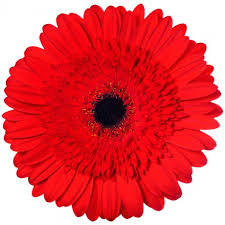 Gerbera Mini Macaron Holland Х30