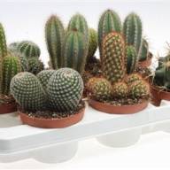 Cactus Mix  5/10 - CACTUS MIX (160)