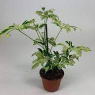 Schefflera Arbor Janine 8/20 - Schefflera Arbor Janine 8