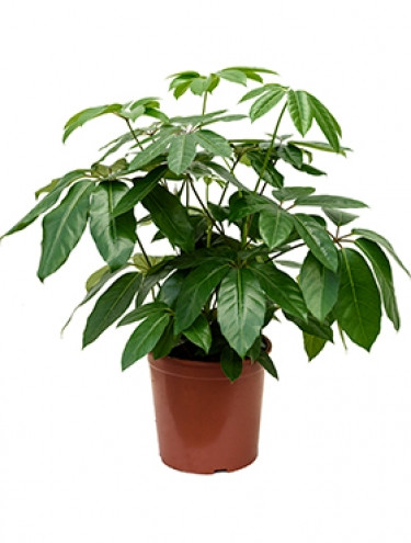 Schefflera Arbor Janine 8/20