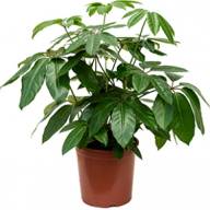 Schefflera Arbor Janine 8/20 - Schefflera _amate_grond_80cm