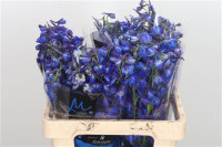 Delphinium Volkerfrieden