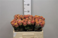 Rose Wild Look 50 sm