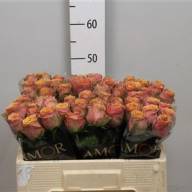Rose Wild Look 50 sm - ROSE WILD LOOK 40 SM 50cm