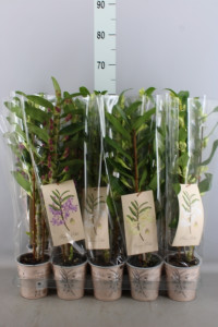 Dendrobium 3/4 Berry Oda 12/25