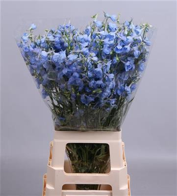 Delphinium En Ballkleid
