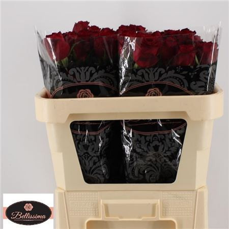 Rose Madam Red 70 sm