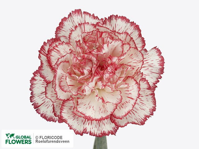 Dianthus Bouzeron Colombia