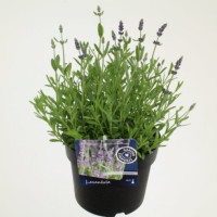 Lavandula Angustifolia 12/25