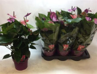 Anthurium Cavalli 17/60