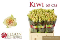 Rose Karenza 60 sm