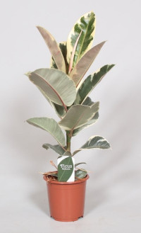 Ficus Elastica Tineke 24/105