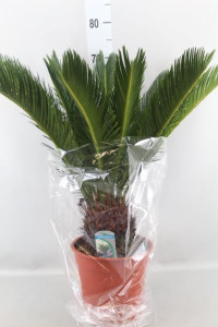 Cycas Revoluta 14/35