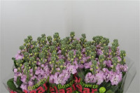 Matthiola Figaro Pale Pink X10