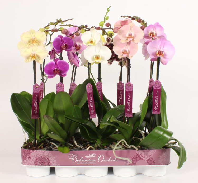 Phal 1-tak Bohemian Mix 12/60