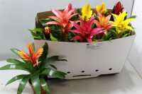 Bromelia Gem 505/20