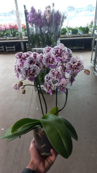 Phal 2/3-tak Duijn-Hove 12/35