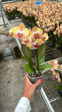 Phal 2-tak Darling Multi  9/35