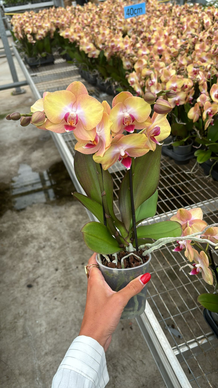 Phal 2-tak Darling Multi  9/35