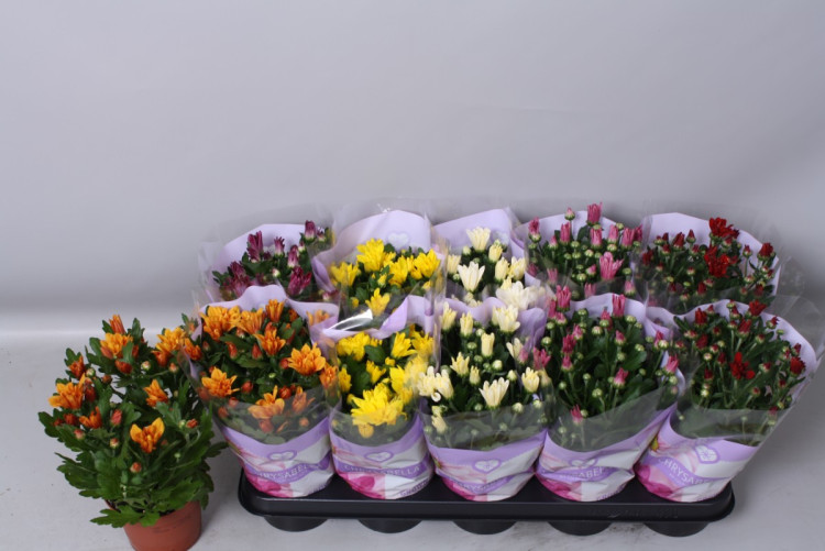 Chrysanthemum Mix  12/27
