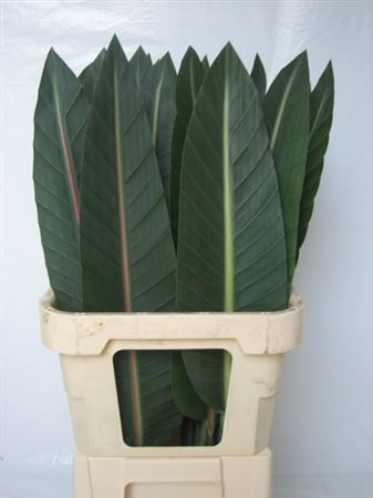 Strelitzia Blad 80 sm