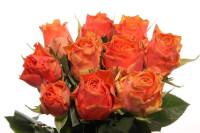 Rose Arancio 60 sm