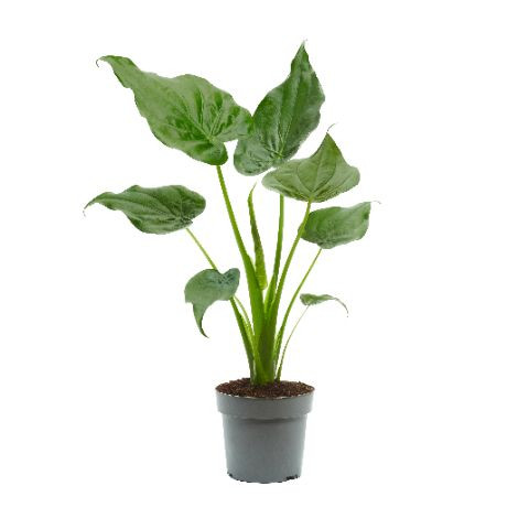 Alocasia Cucullata 17/80